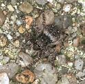 Sitticus_pubescens_F2143_Z_90_Les Gris_Frankrijk